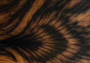 樹木としての時間があらわれる模様ー孔雀杢・玉杢・泡瘤などの珍しい杢