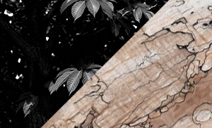 栃―染み込む。にじむ。やわらかな性質